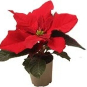 X3 - Poinsettia mini
