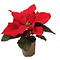  X3 - Poinsettia, l’Etoile de Noël mini