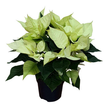 X2 - Poinsettia, l’Etoile de Noël