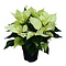  X2 - Poinsettia