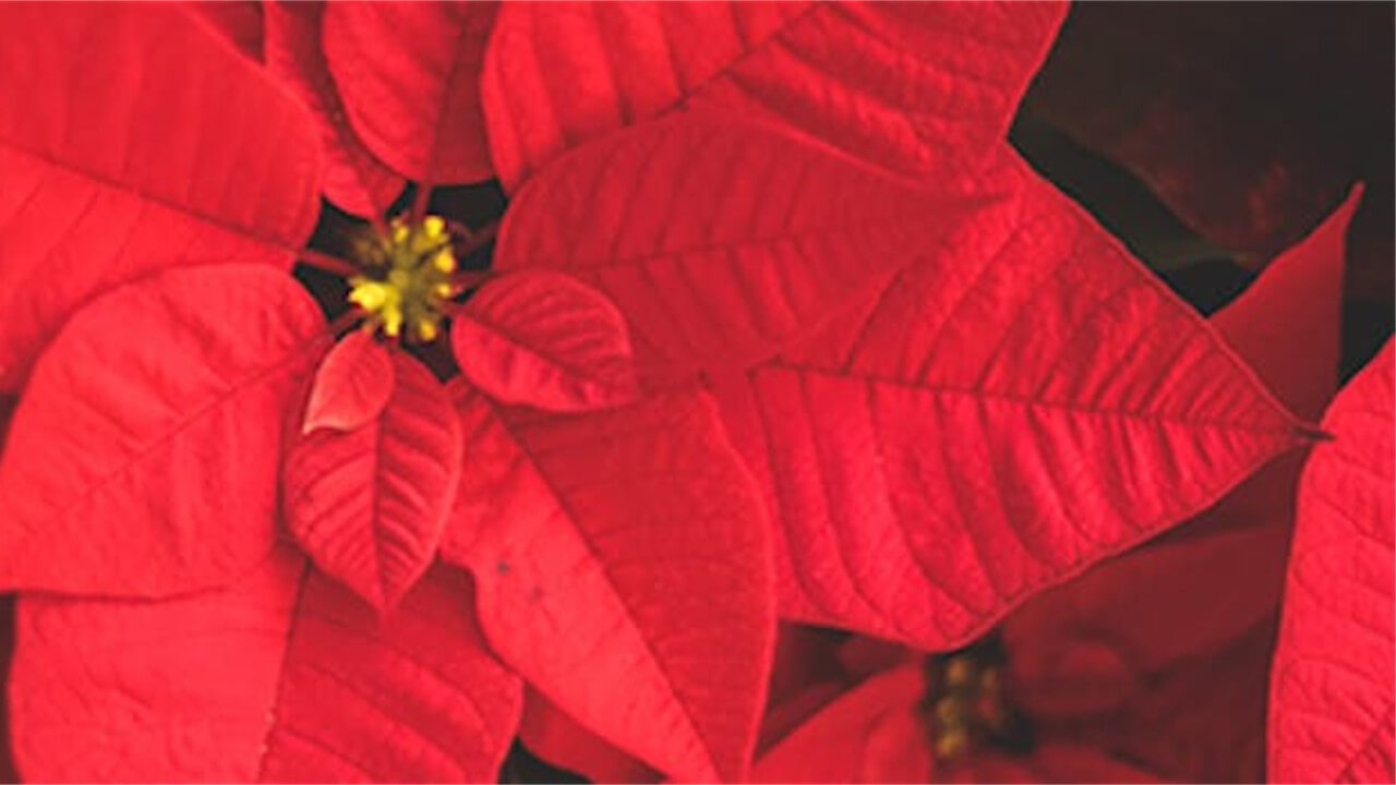 L'Étoile de Noël - Euphorbia