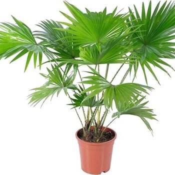 Waaierpalm – Livistona rotundifolia