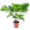  X1 - Serdang Umbrella Palm