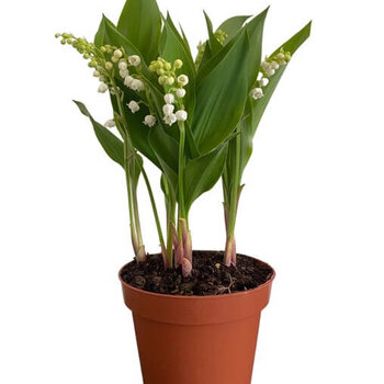 X2 - Lily of the valley