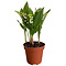  X2 - Lily of the valley