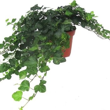 Common ivy