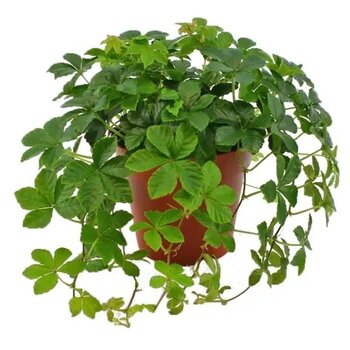 Suikerdruifje (Parthenocissus Striata)