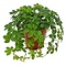  X2 - Parthenocissus