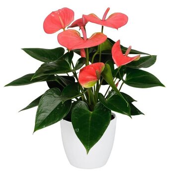 Flamingoplant Roos - Anthurium