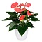  X1 - Flamingo Lily