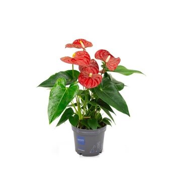 Plante Flamingo Rouge  - Anthurium