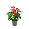  X1 - Anthurium