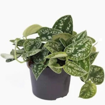 Silver pothos