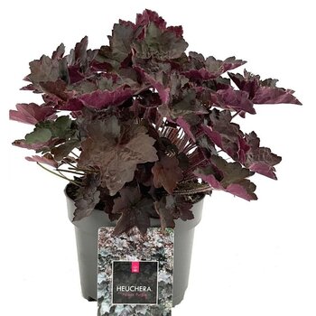 Heuchère pourpre – Heuchera micrantha 'Palace Purple'