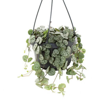 Chinees lantaarnplantje (Ceropegia woodii)