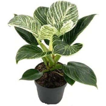 Philodendron Birkin