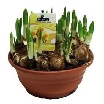 Paasbloem schaal