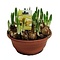  X2 - Daffodil bowl