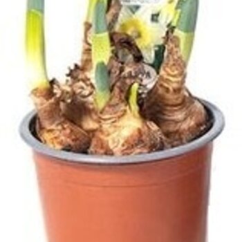 Jonquille Blanc – Narcissus 'Bridal Crown'