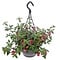  X1 - Bellenplant in hangpot