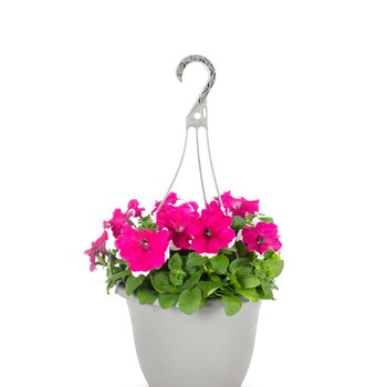 X1 - Petunia in hangpot