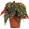  X2 - Polkadot Begonia