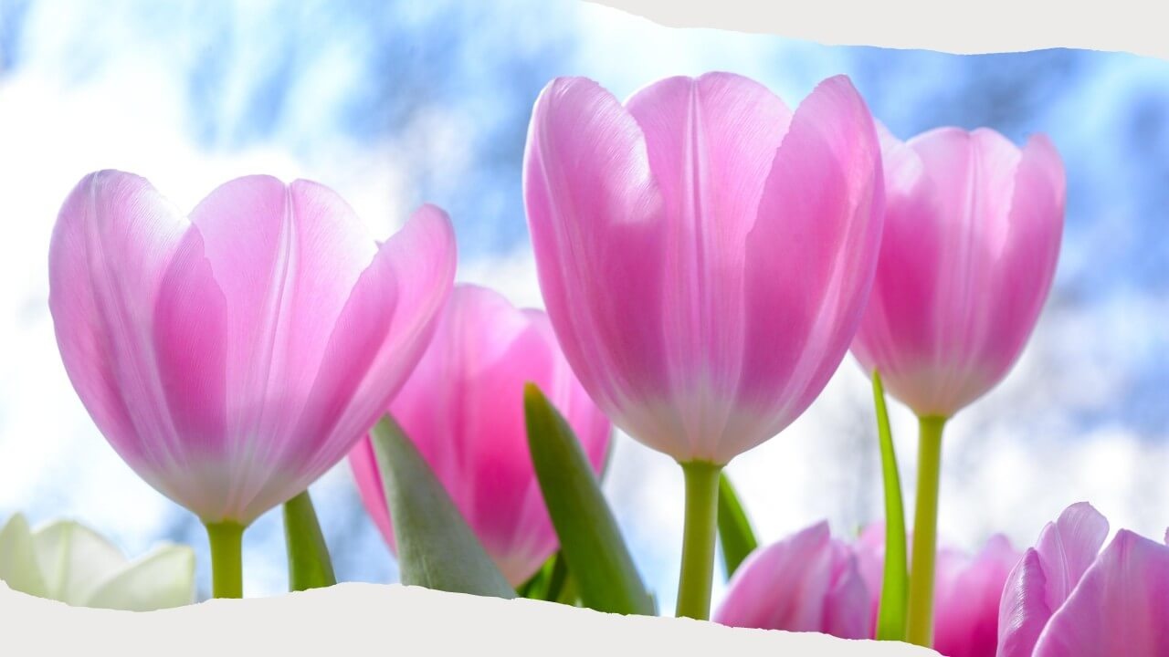 Vier de lente met tulpen