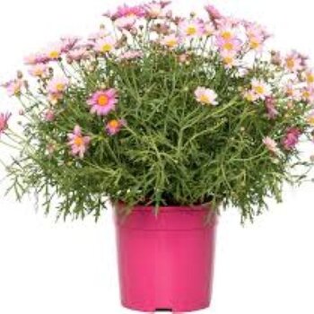 Struikmargriet Roze – Argyranthemum