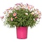  X1 - Marguerite