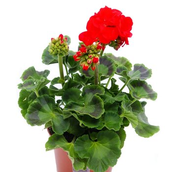 Geranium Red – Pelargonium