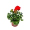  X3 - Geranium