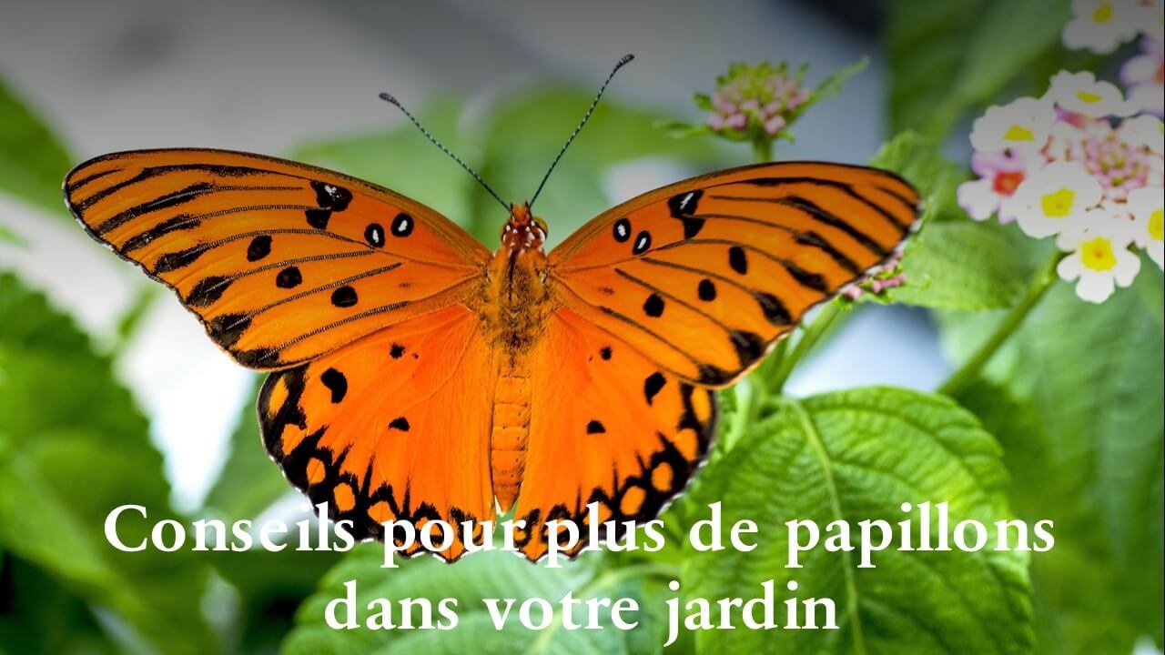 Conseils pour plus de papillons dans votre jardin