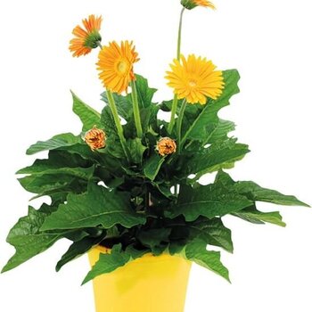 Gerbera garvinea Geel
