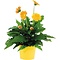  Gerbera