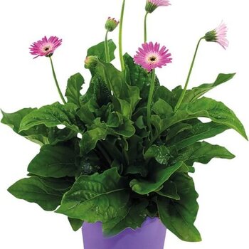 Gerbera garvinea Paars