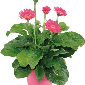 Gerbera garvinea Pink