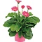  X1 - Gerbera