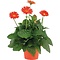  X1 - Gerbera