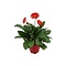  Gerbera garvinea Red
