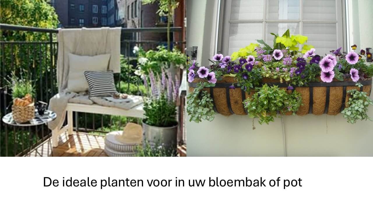 De ideale planten voor in uw bloembak of pot