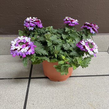 Firenze Bloemenatelier – Handgemaakte Boeketten, Bloemstukken & Planten Verveine – Verbena venturi