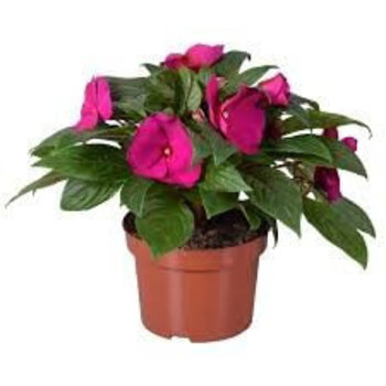 Impatiens Violet – Impatiens 'New Guinea'