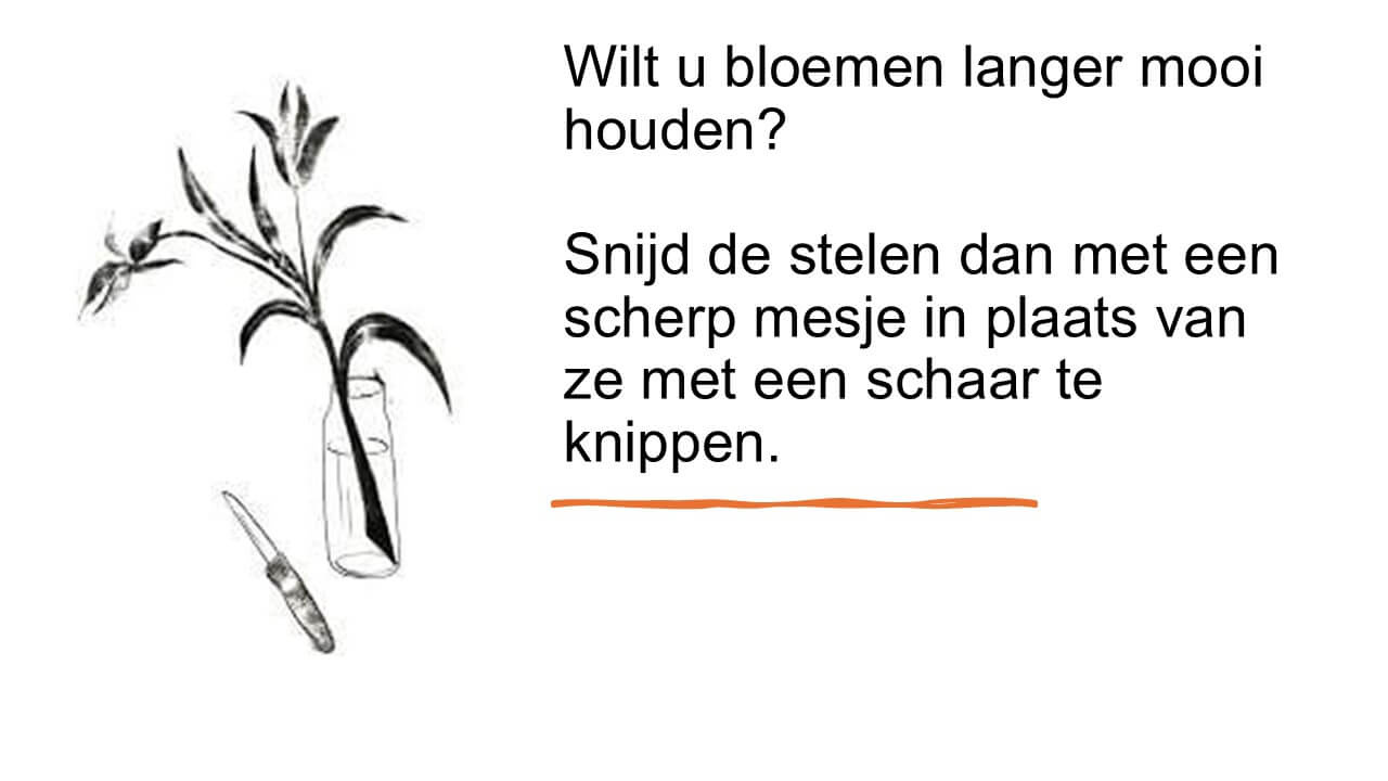 Waarom bloemen schuin afsnijden?