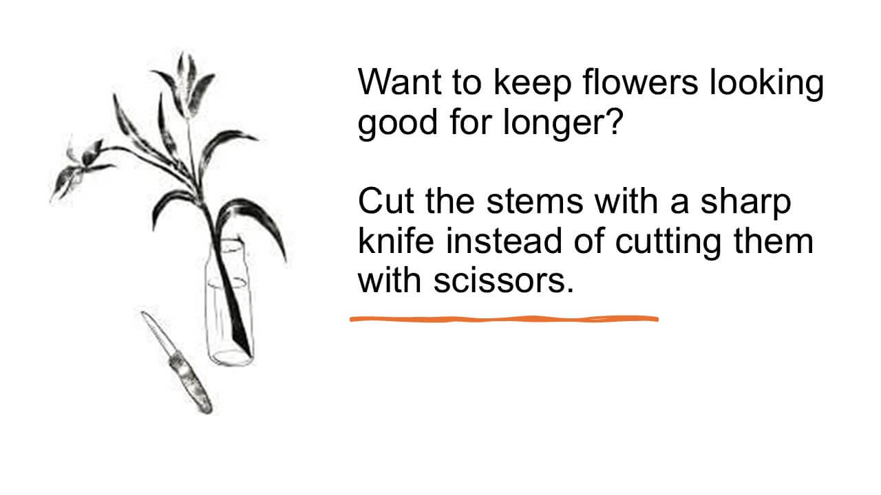Why cut flowers at an angle?