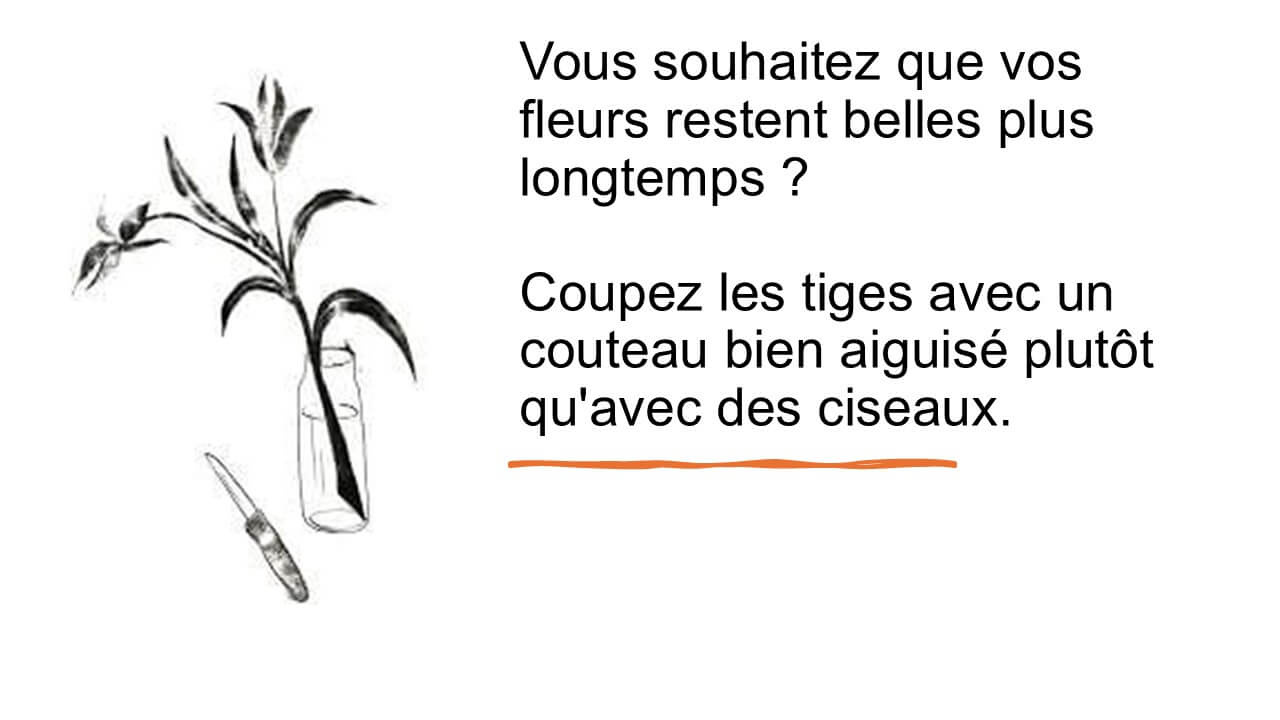 Pourquoi couper les fleurs en biais?