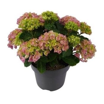 Hortensia – Hydrangea