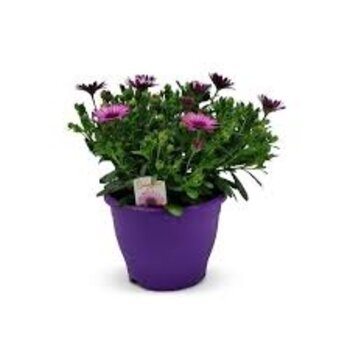 African daisies
