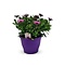  X1 - Spaanse Margriet