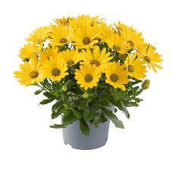 African daisies