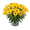  Marguerite espagnole Jaune – Osteospermum